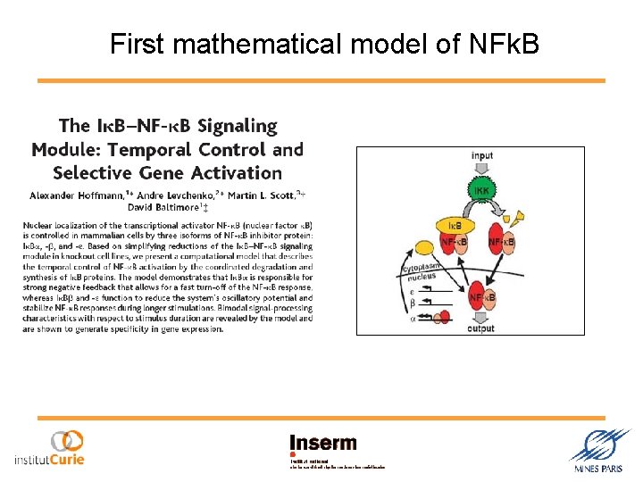 First mathematical model of NFk. B 