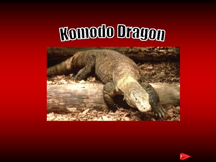 Komodo Dragon 