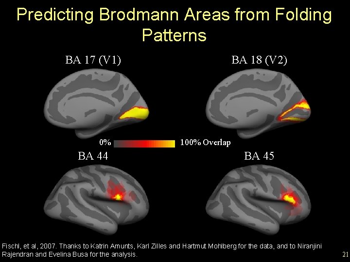 Predicting Brodmann Areas from Folding Patterns BA 17 (V 1) 0% BA 44 BA