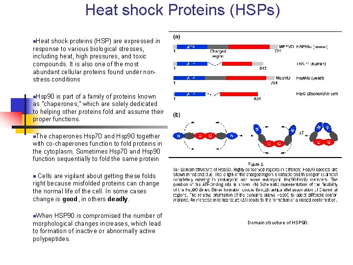 Heat shock Proteins (HSPs) n. Heat shock proteins (HSP) are expressed in response to