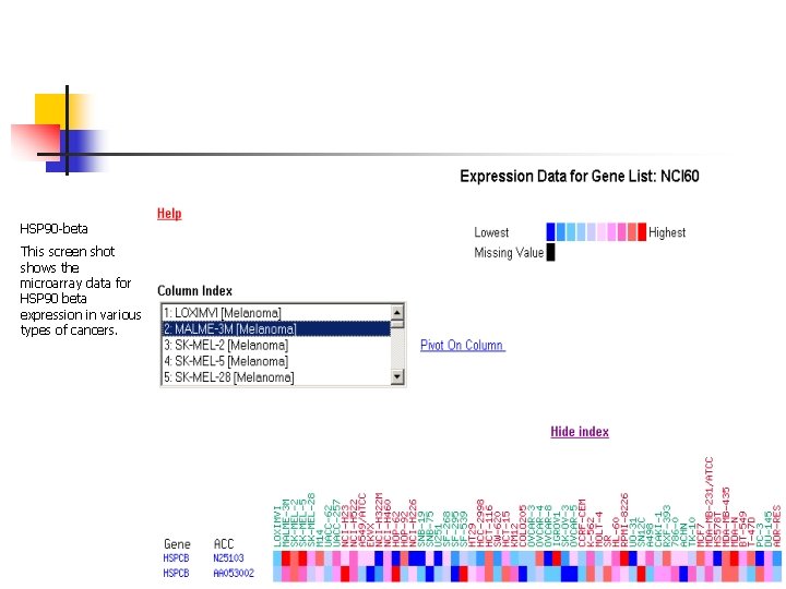 HSP 90 -beta This screen shot shows the microarray data for HSP 90 beta