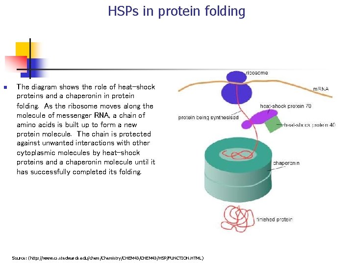 HSPs in protein folding n The diagram shows the role of heat-shock proteins and