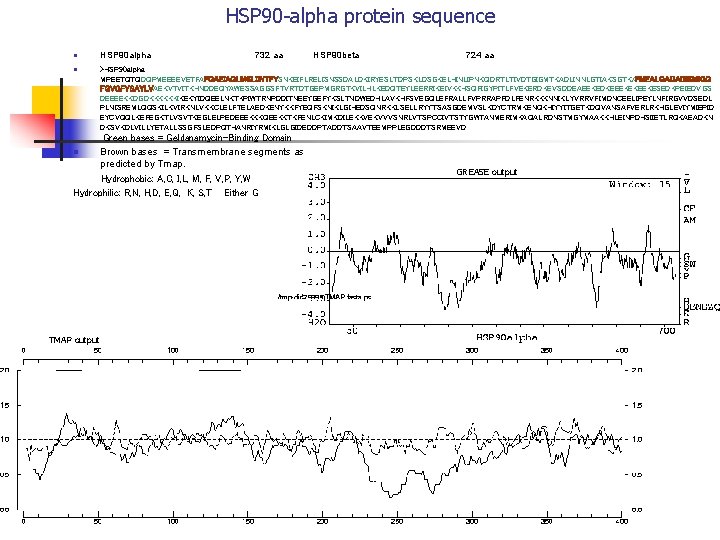 HSP 90 -alpha protein sequence n n HSP 90 alpha 732 aa HSP 90