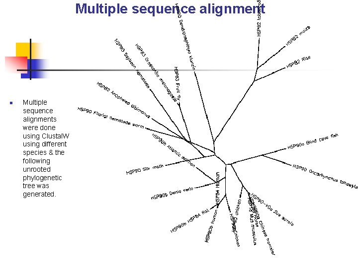 Multiple sequence alignment n Multiple sequence alignments were done using Clustal. W using different