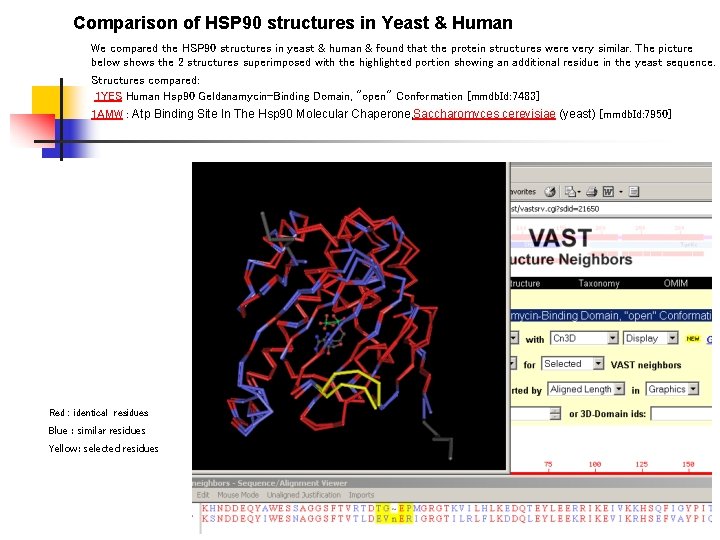 Comparison of HSP 90 structures in Yeast & Human We compared the HSP 90