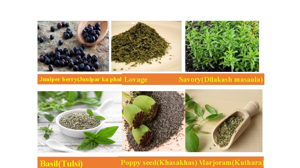 Juniper berry(Junipar ka phal)Lovage Basil(Tulsi) Savory(Dilakash masaala) Poppy seed(Khasakhas) Marjoram(Kuthara) 