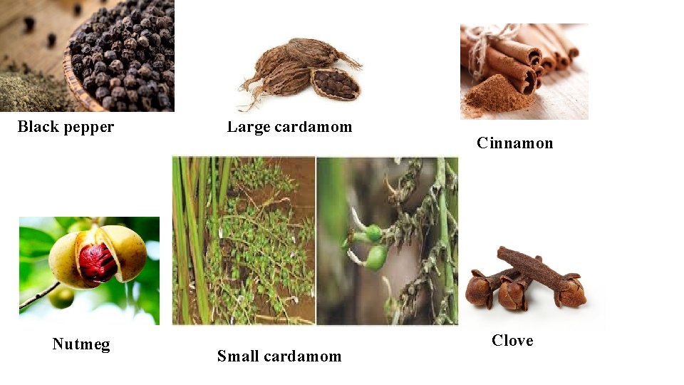 Black pepper Nutmeg Large cardamom Small cardamom Cinnamon Clove 