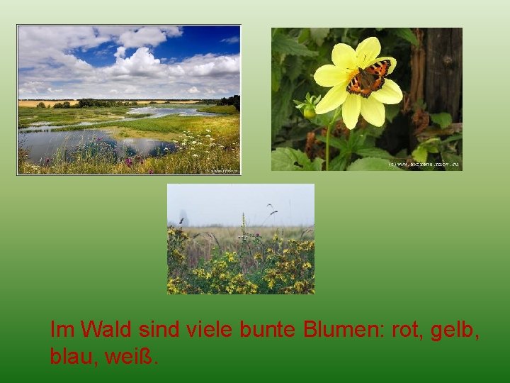 Im Wald sind viele bunte Blumen: rot, gelb, blau, weiß. 