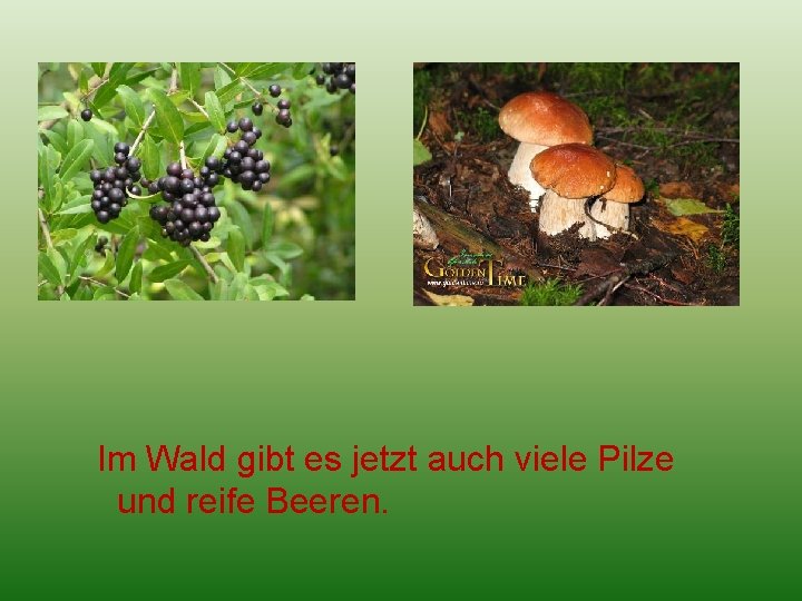 Im Wald gibt es jetzt auch viele Pilze und reife Beeren. 