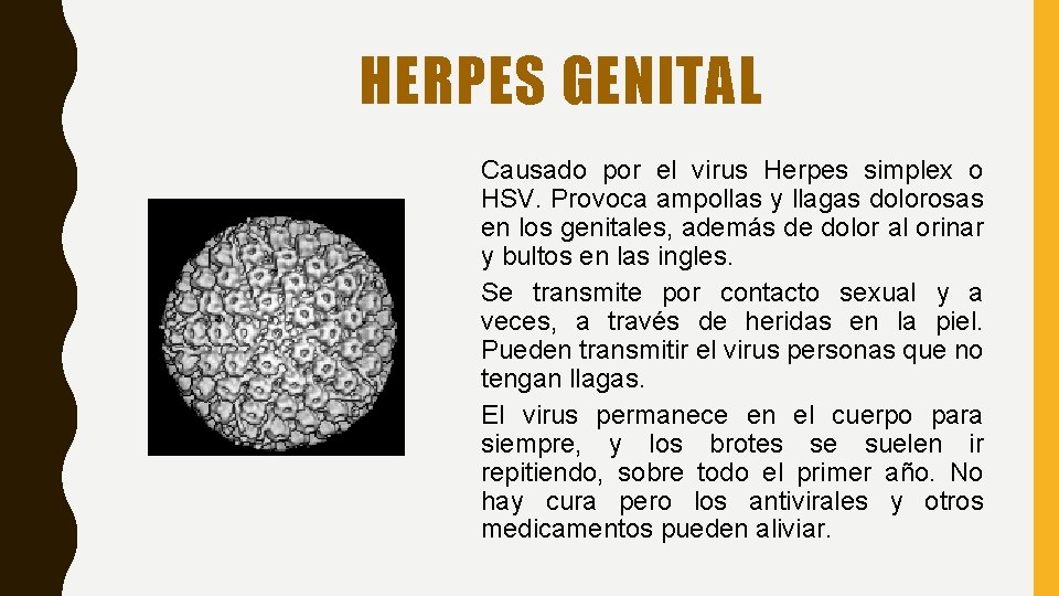 HERPES GENITAL Causado por el virus Herpes simplex o HSV. Provoca ampollas y llagas