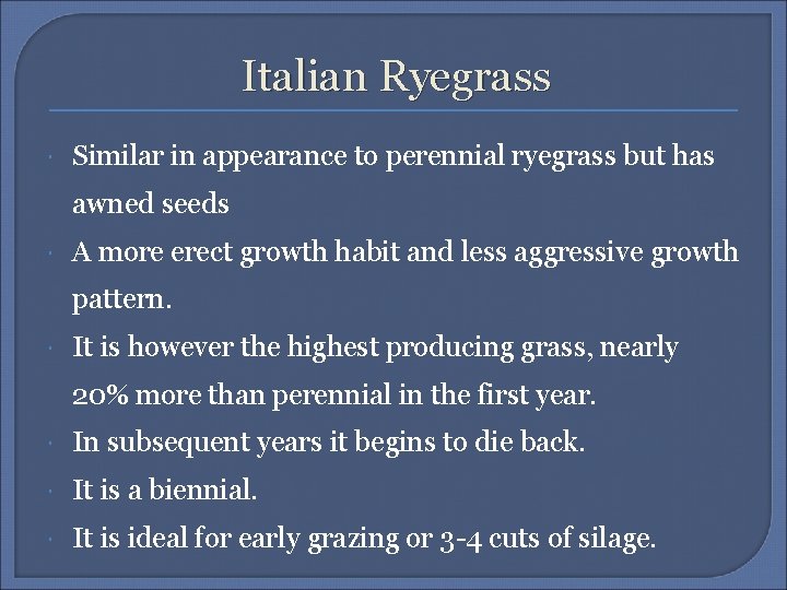 Italian Ryegrass Similar in appearance to perennial ryegrass but has awned seeds A more