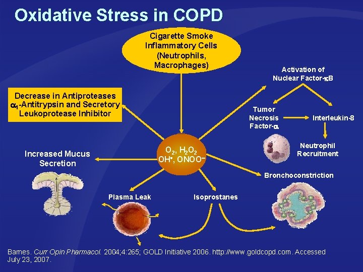 Oxidative Stress in COPD Cigarette Smoke Inflammatory Cells (Neutrophils, Macrophages) Decrease in Antiproteases 1