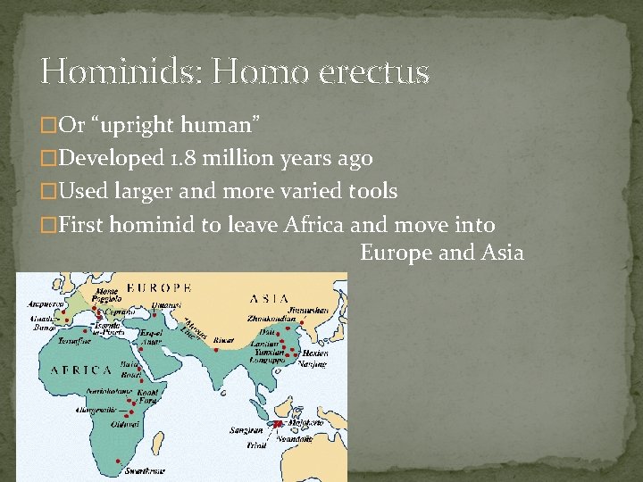 Hominids: Homo erectus �Or “upright human” �Developed 1. 8 million years ago �Used larger