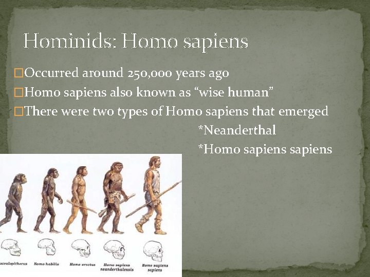 Hominids: Homo sapiens �Occurred around 250, 000 years ago �Homo sapiens also known as