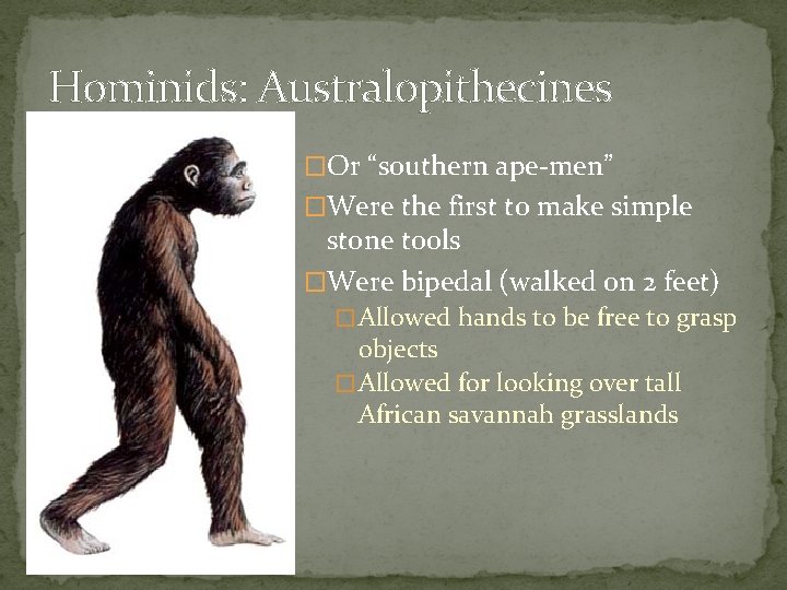 Hominids: Australopithecines �Or “southern ape-men” �Were the first to make simple stone tools �Were
