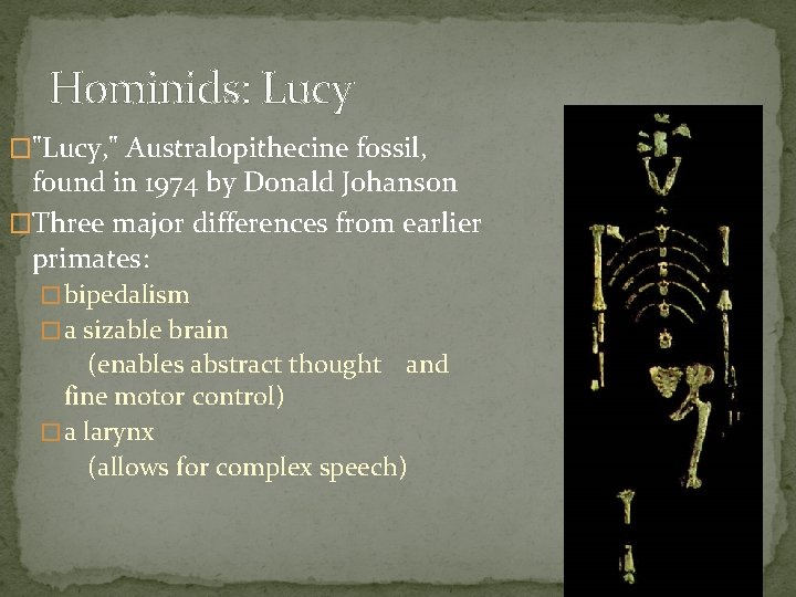 Hominids: Lucy �"Lucy, " Australopithecine fossil, found in 1974 by Donald Johanson �Three major