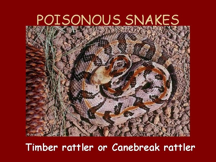 POISONOUS SNAKES Timber rattler or Canebreak rattler 