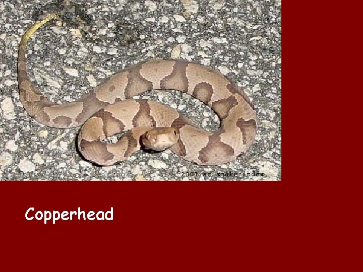 Copperhead 