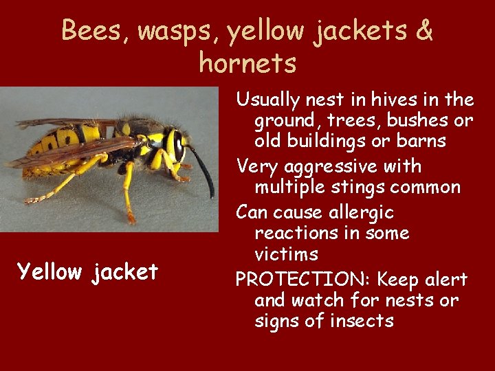 Bees, wasps, yellow jackets & hornets Yellow jacket Usually nest in hives in the