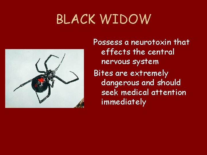 BLACK WIDOW Possess a neurotoxin that effects the central nervous system Bites are extremely