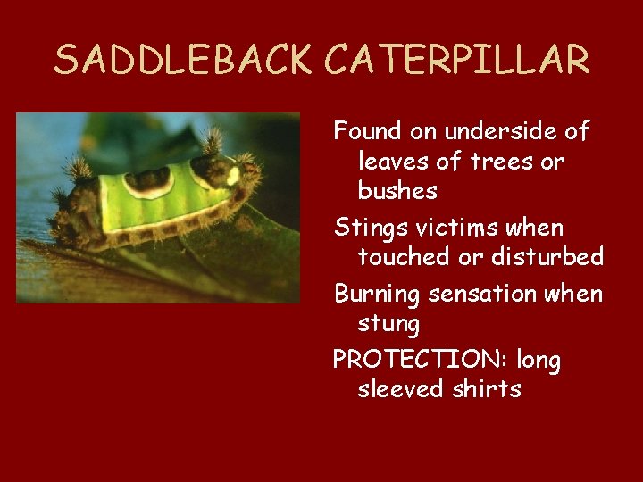SADDLEBACK CATERPILLAR Found on underside of leaves of trees or bushes Stings victims when