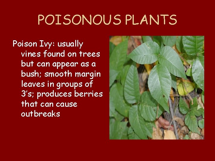 POISONOUS PLANTS Poison Ivy: usually vines found on trees but can appear as a