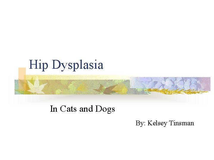 Hip Dysplasia In Cats and Dogs By: Kelsey Tinsman 