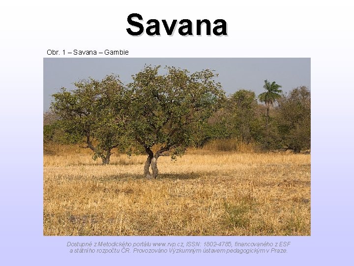 Savana Obr. 1 – Savana – Gambie Dostupné z Metodického portálu www. rvp. cz,