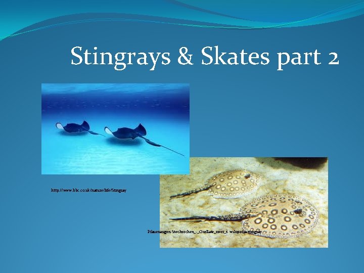 Stingrays & Skates part 2 http: //www. bbc. co. uk/nature/life/Stingray Pfauenaugen-Stechrochen_-_Ocellate_river_s wikipedia stingray 