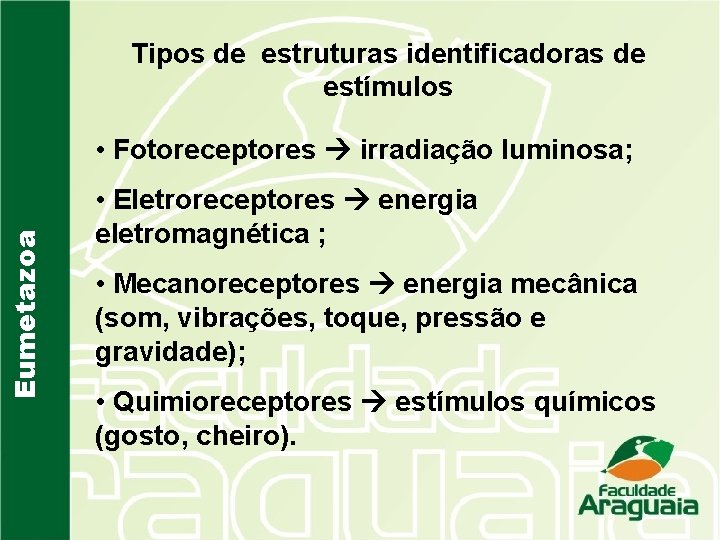 Tipos de estruturas identificadoras de estímulos Eumetazoa • Fotoreceptores irradiação luminosa; • Eletroreceptores energia