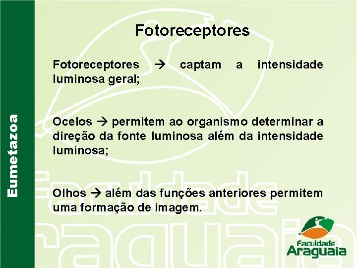 Fotoreceptores Eumetazoa Fotoreceptores luminosa geral; captam a intensidade Ocelos permitem ao organismo determinar a