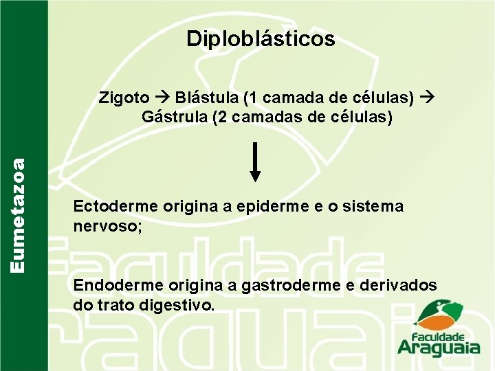 Diploblásticos Eumetazoa Zigoto Blástula (1 camada de células) Gástrula (2 camadas de células) Ectoderme