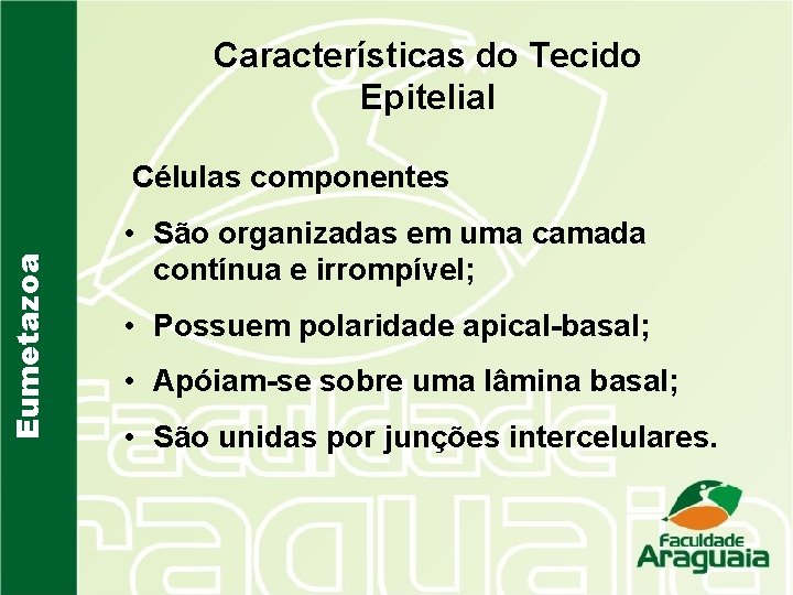 Características do Tecido Epitelial Eumetazoa Células componentes • São organizadas em uma camada contínua