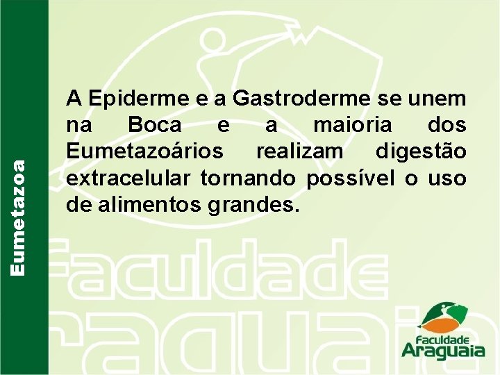 Eumetazoa A Epiderme e a Gastroderme se unem na Boca e a maioria dos