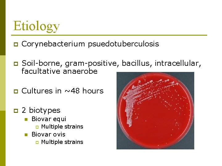 Etiology p Corynebacterium psuedotuberculosis p Soil-borne, gram-positive, bacillus, intracellular, facultative anaerobe p Cultures in