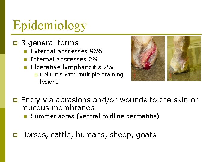 Epidemiology p 3 general forms n n n External abscesses 96% Internal abscesses 2%