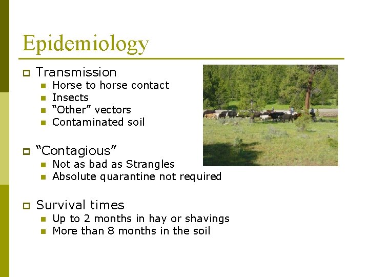 Epidemiology p Transmission n n p “Contagious” n n p Horse to horse contact