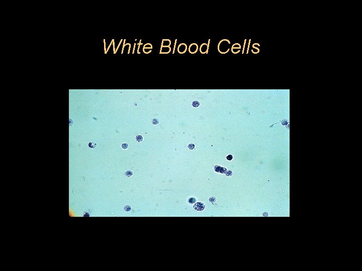 White Blood Cells 