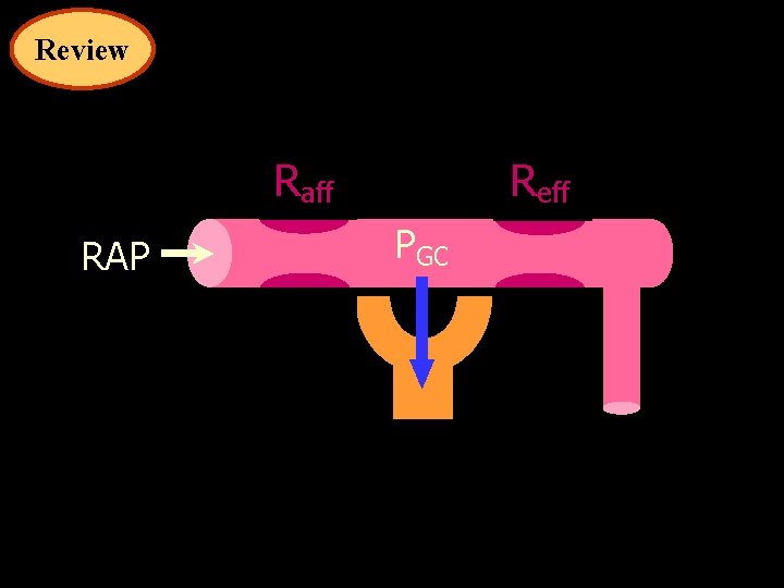 Review Raff RAP Reff PGC 
