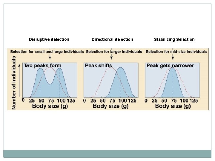 Disruptive Selection Directional Selection Stabilizing Selection 