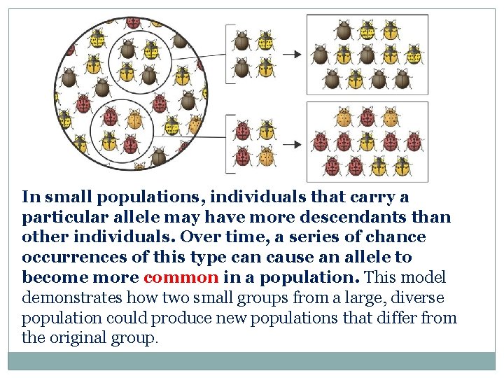 In small populations, individuals that carry a particular allele may have more descendants than