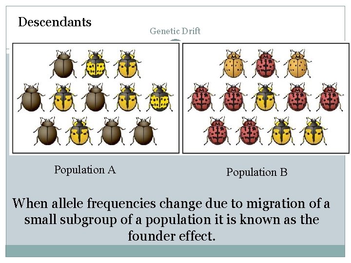 Descendants Population A Genetic Drift Population B When allele frequencies change due to migration