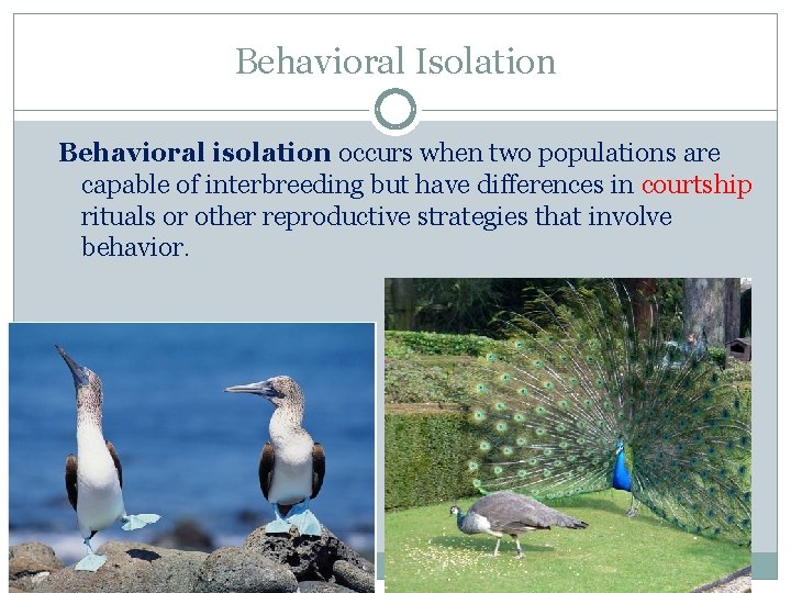 Behavioral Isolation Behavioral isolation occurs when two populations are capable of interbreeding but have