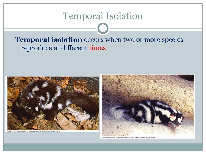 Temporal Isolation Temporal isolation occurs when two or more species reproduce at different times.