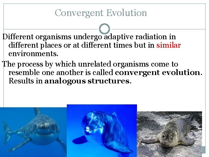 Convergent Evolution Different organisms undergo adaptive radiation in different places or at different times