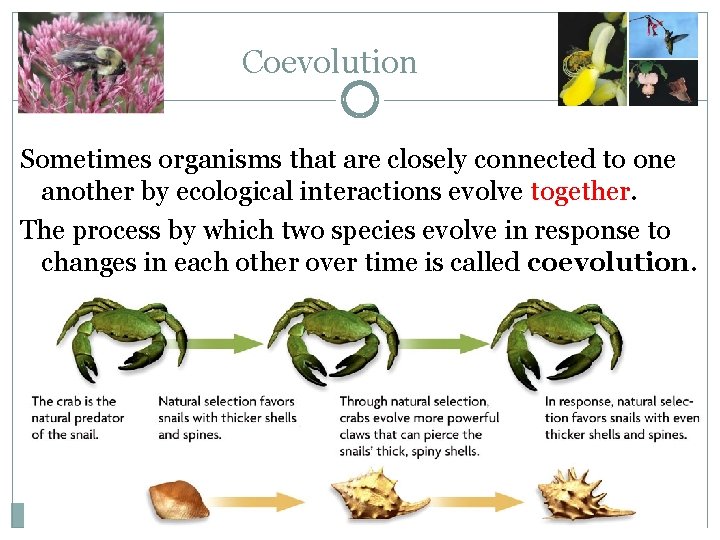 Coevolution Sometimes organisms that are closely connected to one another by ecological interactions evolve