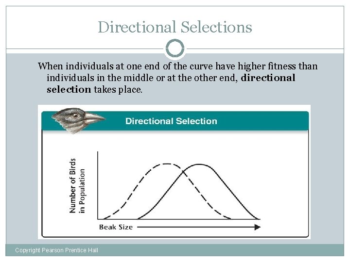Directional Selections When individuals at one end of the curve have higher fitness than