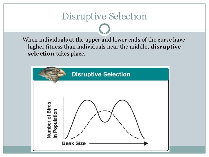Disruptive Selection When individuals at the upper and lower ends of the curve have