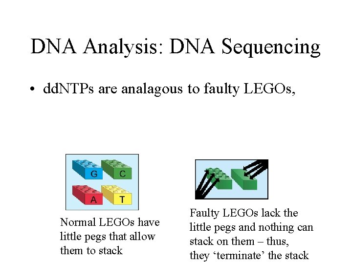 DNA Analysis: DNA Sequencing • dd. NTPs are analagous to faulty LEGOs, Normal LEGOs