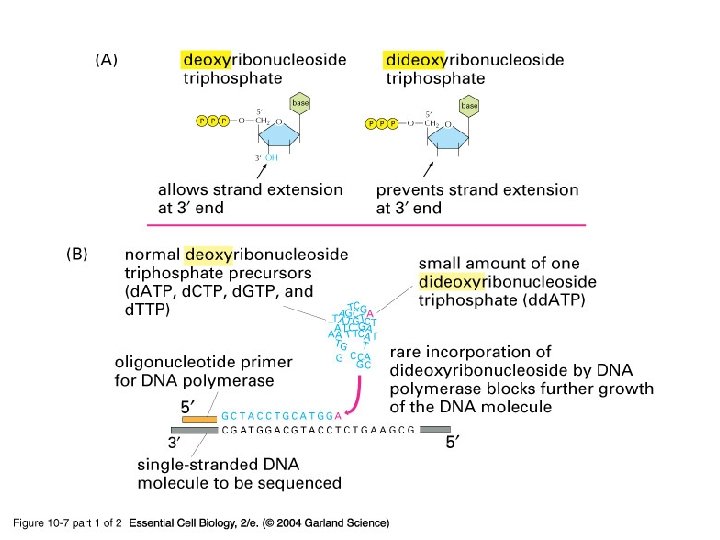 10_07_1_enzym. dideoxy. jpg 